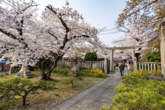 Torii and Hoden-ji temples, Japanese cherry blossom, Kyoto, Japan