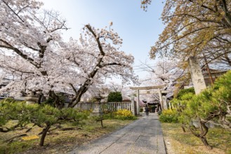 Entrance to Hoden-ji Temple, Japanese cherry blossom, Sakura, Kyoto, Japan