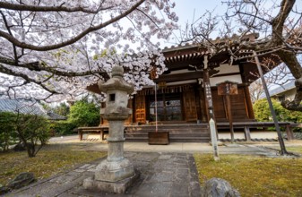 Blooming cherry tree in front of Horin-in Temple, Shinsho Gokurakuji or Shinnyo-do Temple, Japanese