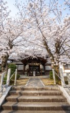 Hoden-ji temple, Japanese cherry blossom, Sakura, Kyoto, Japan