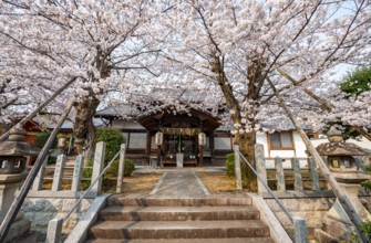 Hoden-ji temple, Japanese cherry blossom, Sakura, Kyoto, Japan