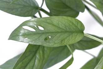 Close up of leaf of tropical 'Epipremnum Pinnatum Cebu Blue' houseplant with silver-blue leaves