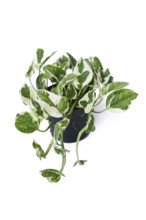 Tropical 'Epipremnum Aureum N'Joy' pothos houseplant with white and green variegated leaves in