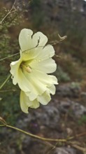 Yellow hollyhock (Alcea) with dewdrops on a flower, surrounded by natural landscape, Debed Canyon,