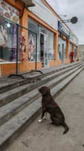 A dog sits longingly in front of a shop showing meat in a display case, Georgia