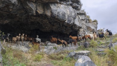 A herd of goats (capra) stands in front of a large rocky cave in a mountainous landscape, debed