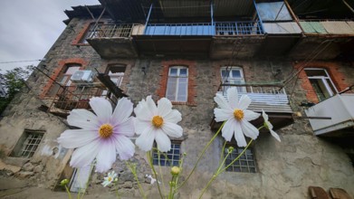 Close-up of white flowers in front of an old residential building with brick and wood, Armenia