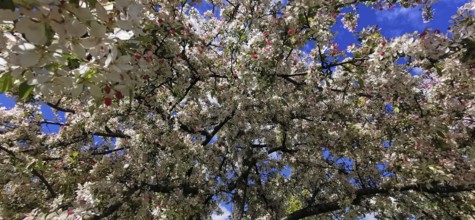 Lush treetops of an ornamental apple tree (malus) full of blossoms stretch into the sky, spring