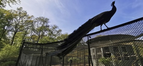 Silhouette of a peacock (pavo) on a trellis in front of a wooded background, Peacock Island,