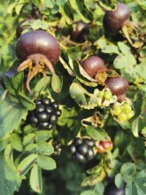 Rosehips (rosa spinosissima) and blackberries (rubus) on shrubs with green foliage in the sunlight,