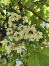 White flowers on a trumpet tree (catalpa bignonioides) in front of bright green leaves in the