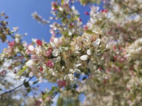 Flowering ornamental apple tree (malus) with pink and white blossoms, spring atmosphere in front of