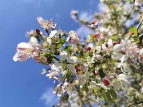 Colourful pink and white blossoms of an ornamental apple tree (malus), spring atmosphere in front