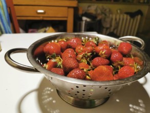 Fresh red strawberries (fragaria) lie in a stainless steel sieve on a kitchen table