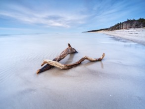 Long exposure, driftwood on Baltic Sea beach in the evening, Darß west beach after storm,