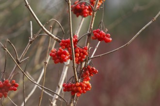 Fruits Guelder rose (Viburnum opulus), in winter, North Rhine-Westphalia, Germany