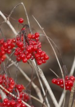 Fruits Guelder rose (Viburnum opulus), in winter, North Rhine-Westphalia, Germany