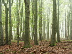 Natural old beech forest with morning fog, Hohe Schrecke mountain range, Thuringia, Germany