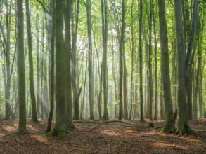 Natural old beech forest with morning fog and sun rays, Hohe Schrecke mountain range, Thuringia,