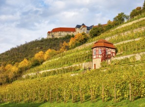 Ducal vineyard with vineyard house in autumn, Neuenburg Castle in the back, Freyburg an der