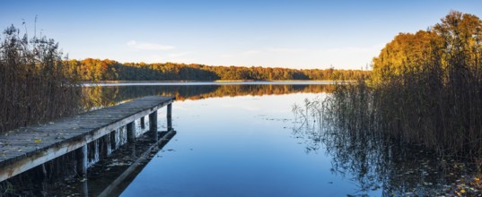 Panorama, footbridge in reeds, lake surrounded by forest in autumn, Großer Krienertsee,