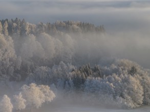 Fog, high fog, hoarfrost, cold, winter, sunny, aerial view, foothills of the Alps, Bavaria, Germany