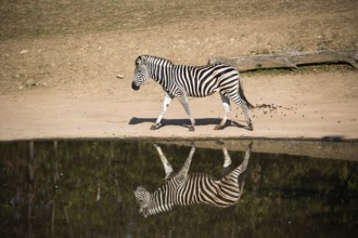 A Chapman's zebra (Equus quagga chapmani) mirrored in a waterhole on a sunny day. South East Africa