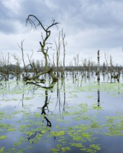Dead trees in the moor, Galenbecker See Nature Reserve, Mecklenburg-Western Pomerania, Germany