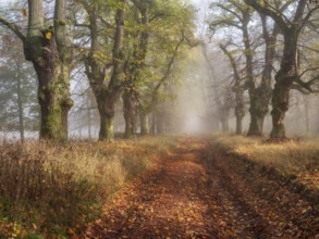 Old Linden avenue am Kyffhäuser with last colorful leaves in fog and sunshine in autumn,