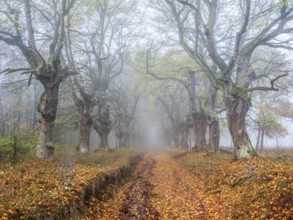 Old Linden avenue am Kyffhäuser with last colorful leaves in fog in autumn, Kyffhäuserkreis,