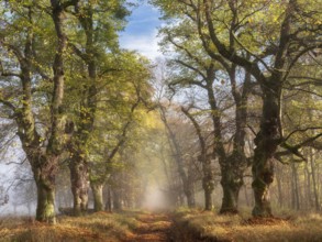 Old Linden avenue am Kyffhäuser in fog and sunshine in autumn, Kyffhäuserkreis, Thuringia, Germany