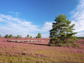 Typical heathland on Brunsberg with blooming heather and flock of sheep with shepherds, heather