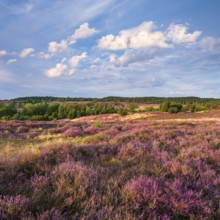 Typical heathland with blooming heather and juniper at Turmberg in the evening light, Lüneburger