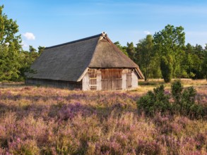 Typical heathland with blooming heather, traditional sheepfold and juniper in the evening light,