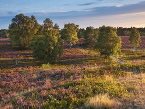 Typical heathland on Brunsberg with blooming heather and birch trees in the morning light,