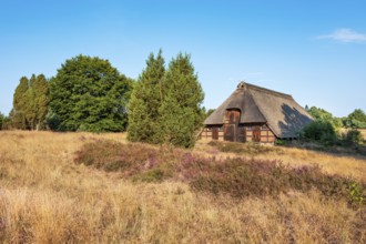 Typical heathland with blooming heather and traditional sheepfold, Lüneburger Heide, Lower Saxony,