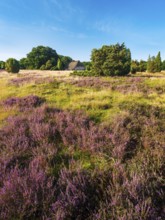Typical heathland with blooming heather, traditional sheepfold and juniper, Lüneburg Heath, Lower