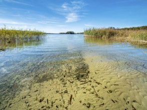 Clear lake with reed belt surrounded by forest, Prässnicksee, Schorfheide-Chorin Biosphere Reserve,