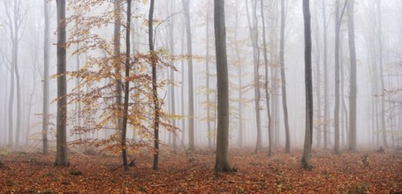 Panorama, beech forest with last colorful leaves, thick fog, Burgenlandkreis, Saxony-Anhalt,