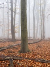 Beech forest with last colorful leaves and dead wood on the ground in autumn, thick fog,