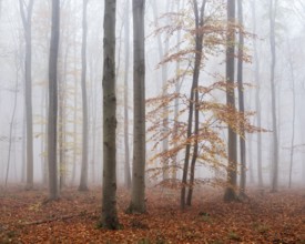 Beech forest with last colorful leaves, thick fog, Burgenlandkreis, Saxony-Anhalt, Germany