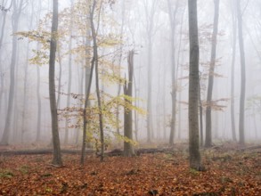 Beech forest with last colorful leaves and dead wood in autumn, thick fog, Burgenlandkreis,