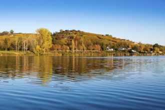 Vineyard near Rollsdorf am Bindersee in autumn, Höhnstedt wine region, Seeburg, Mansfelder Land