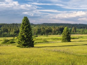Typical landscape in the Rhön biosphere reserve, wildflower meadow with individual spruce trees,
