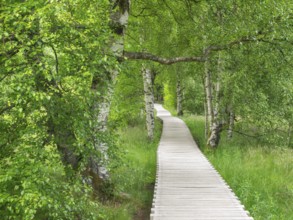 Boardwalk through the moor, Schwarzes Moor, Bischofsheim in the Rhön, Lower Franconia, Rhön,