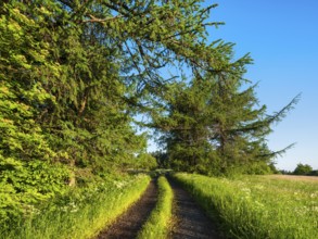 Hiking trail on the edge of the forest through typical landscape in the Rhön Biosphere Reserve,