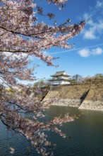Watch tower at Osaka Castle Wall, blooming cherry trees in a moat park with water, Chuo-ku, Osaka,