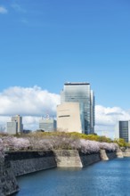 Skyscrapers and cherry blossoms on the moat with water at Osaka Castle, Chuo-ku, Osaka, Japan