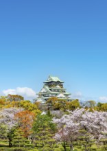 Osaka castle with blooming cherry trees in the park, Osaka Castle Park, Chuo-ku, Osaka, Japan