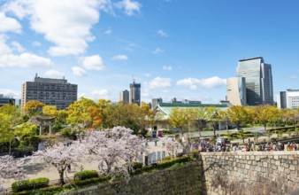 Osaka Castle Wall and Osaka Castle Park with cherry blossoms, skyscrapers, Chuo-ku, Osaka, Japan
